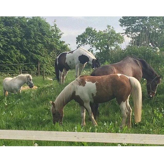Hollandsk Sportspony Samber (lillesøsters pony) - Alle hestene samlet billede 6