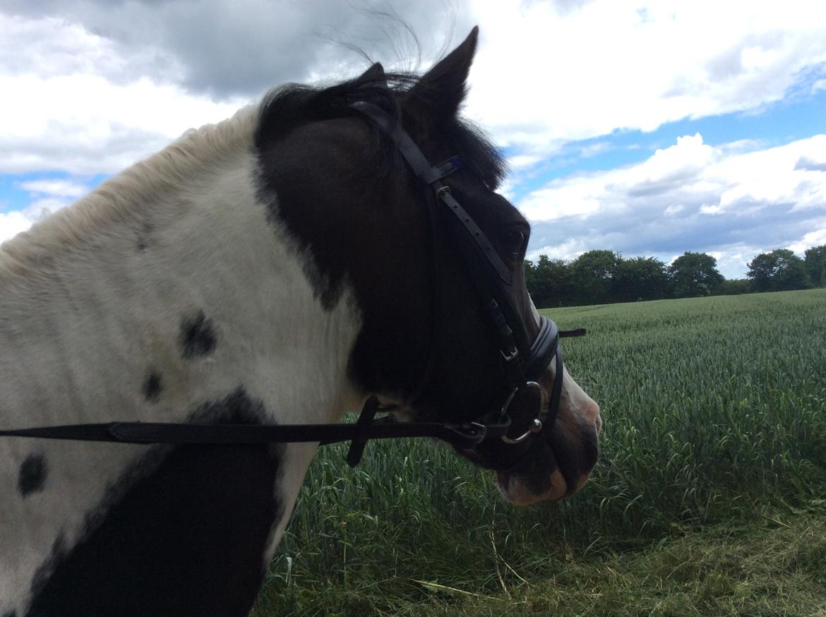 Hollandsk Sportspony Samber (lillesøsters pony) - Flotte Samber på tur billede 9