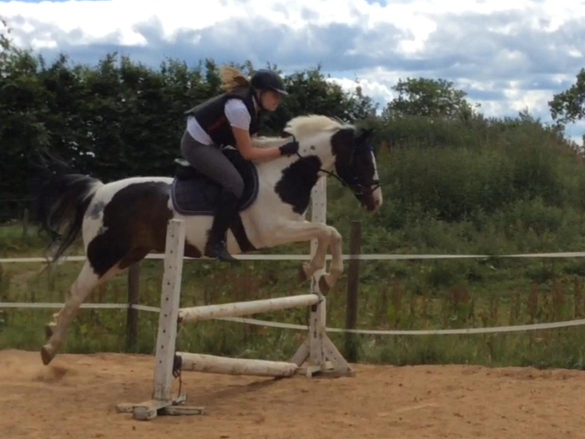 Hollandsk Sportspony Samber (lillesøsters pony) - Første gang vi sprang på Samber hjemme billede 12