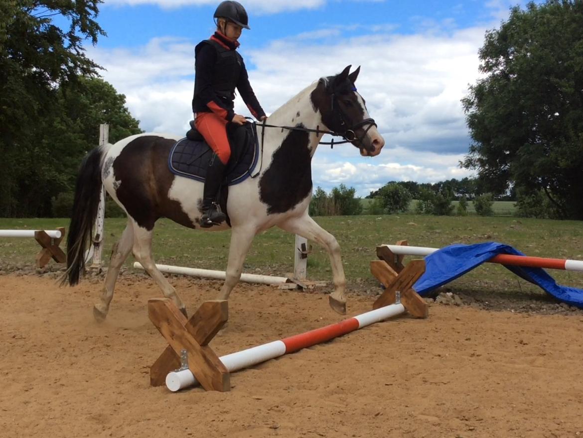 Hollandsk Sportspony Samber (lillesøsters pony) - Lærke og Samber traver over bomme billede 10