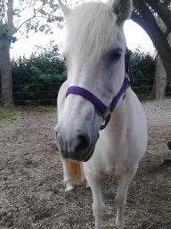 Islænder Stikla fra Rivendale (strømpe) billede 1