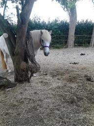 Islænder Stikla fra Rivendale (strømpe) billede 2