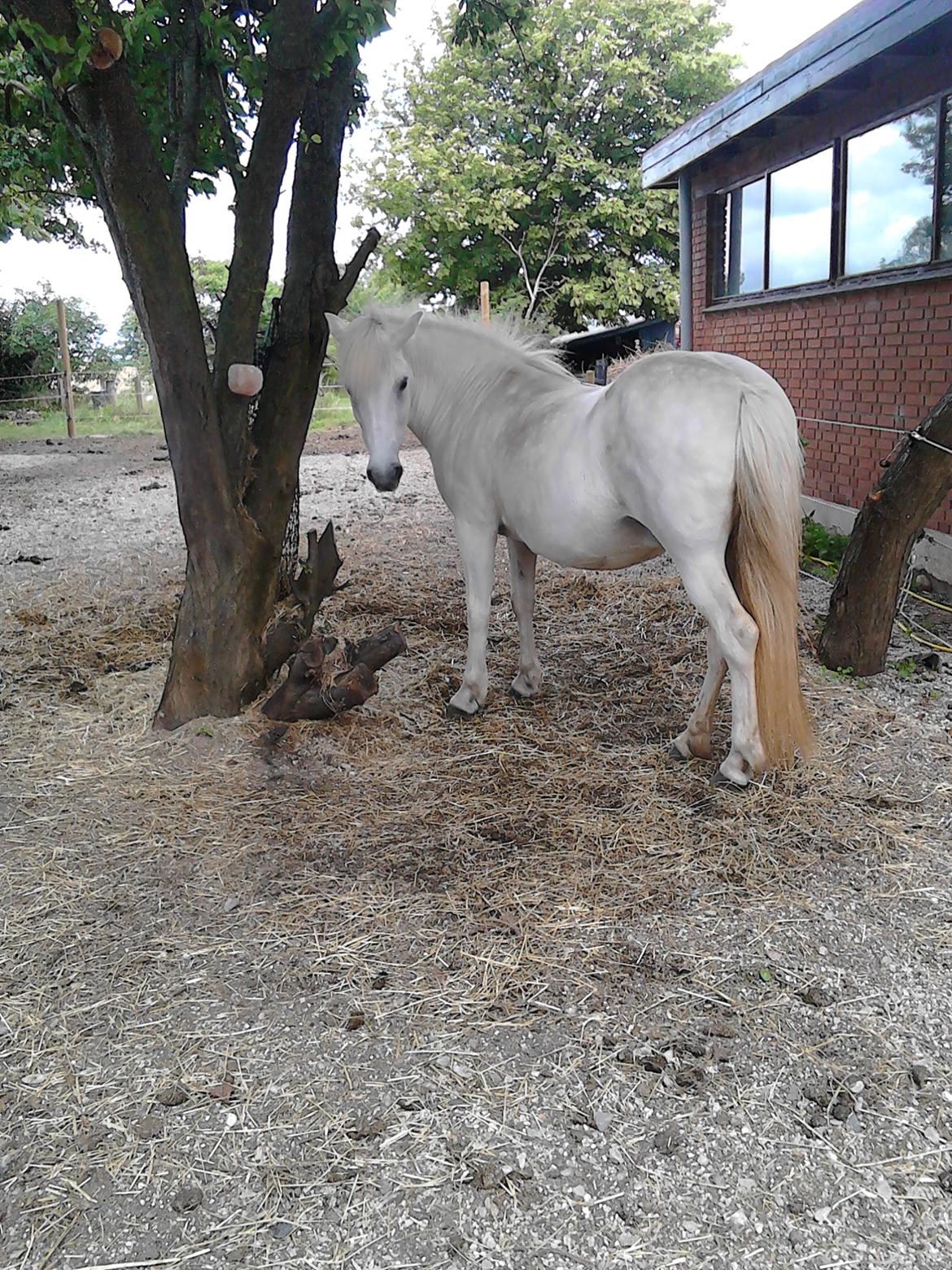 Islænder Stikla fra Rivendale (strømpe) billede 3