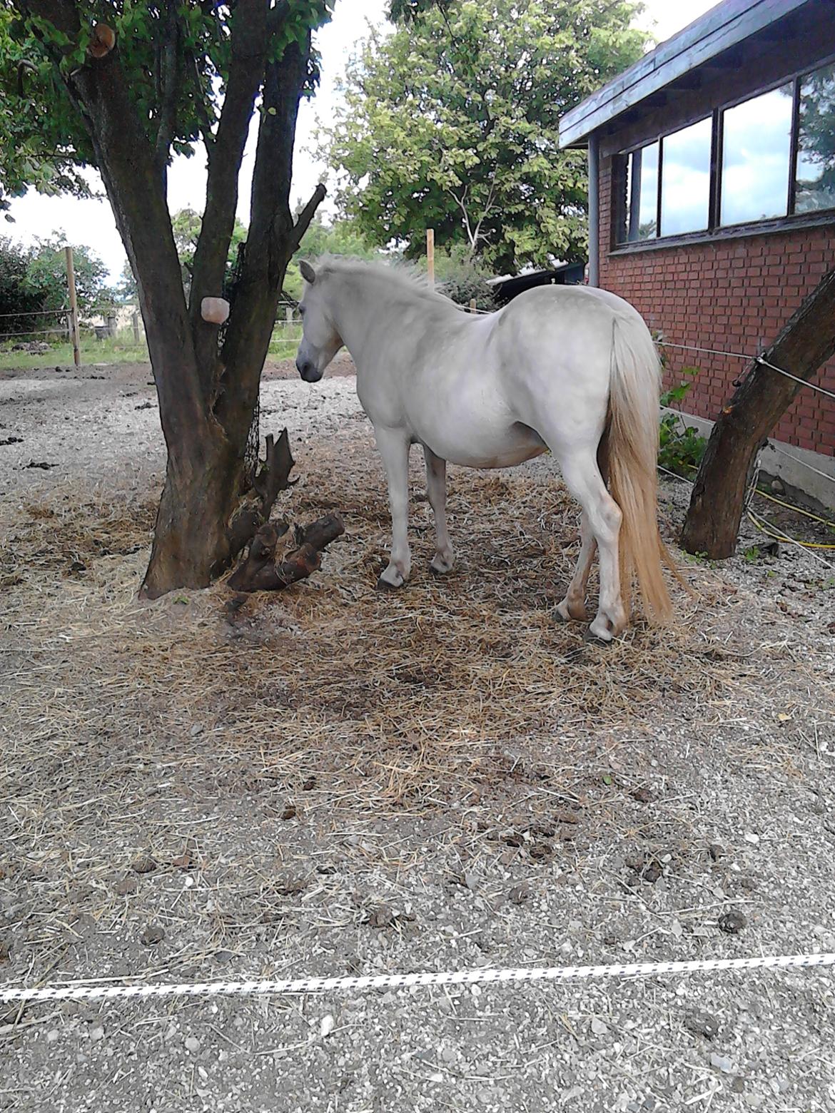 Islænder Stikla fra Rivendale (strømpe) billede 4