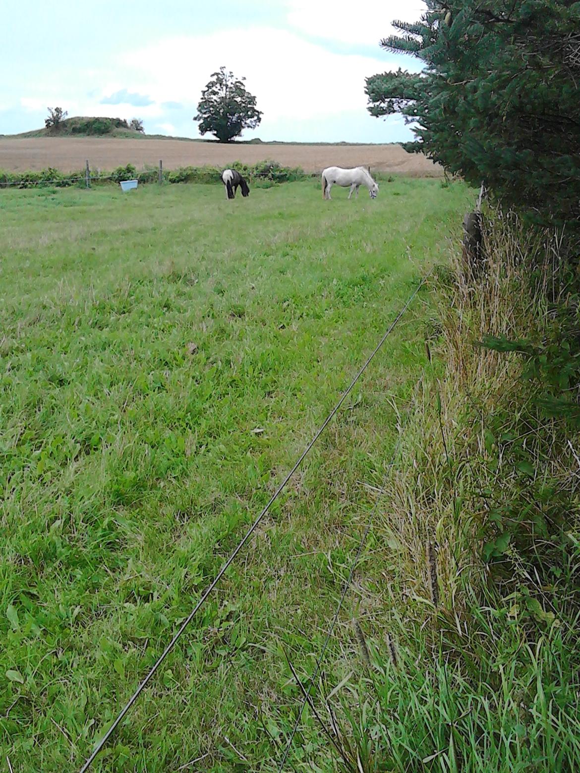 Islænder Stikla fra Rivendale (strømpe) - dejlige Stelpa og Strømpe på græs billede 5
