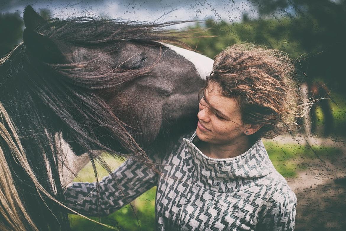 Irish Cob Gordon Blue billede 4