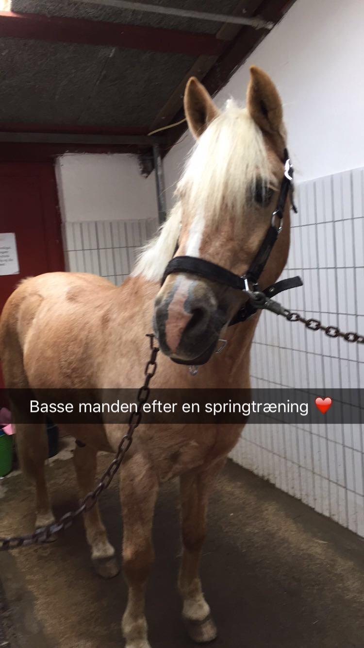 Anden særlig race Timon billede 10