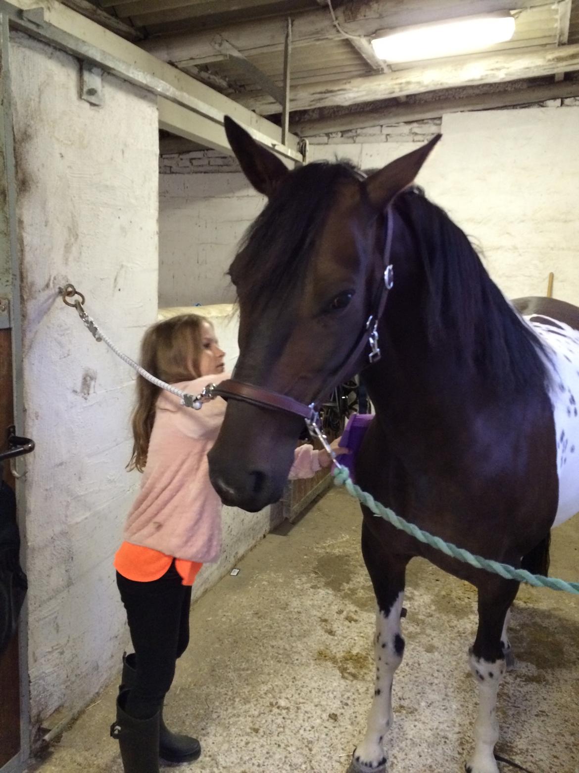 Pinto Nacoma indian billede 4