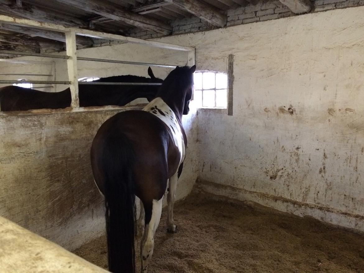 Pinto Nacoma indian billede 3