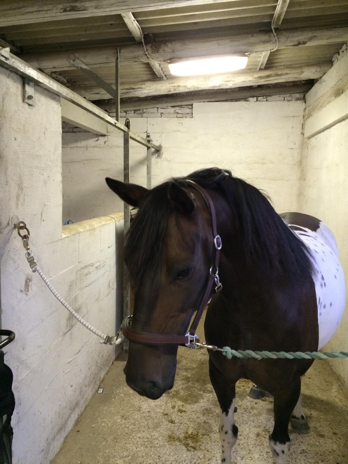 Pinto Nacoma indian billede 5