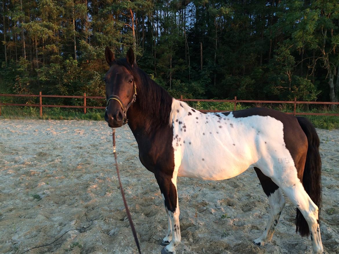 Pinto Nacoma indian billede 6