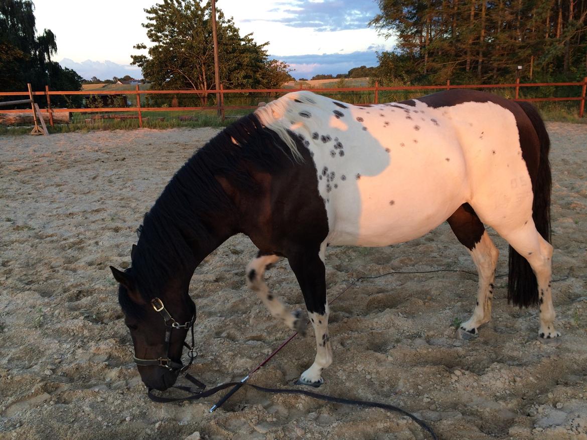 Pinto Nacoma indian - Hvad er det hun har lagt der på jorden billede 7