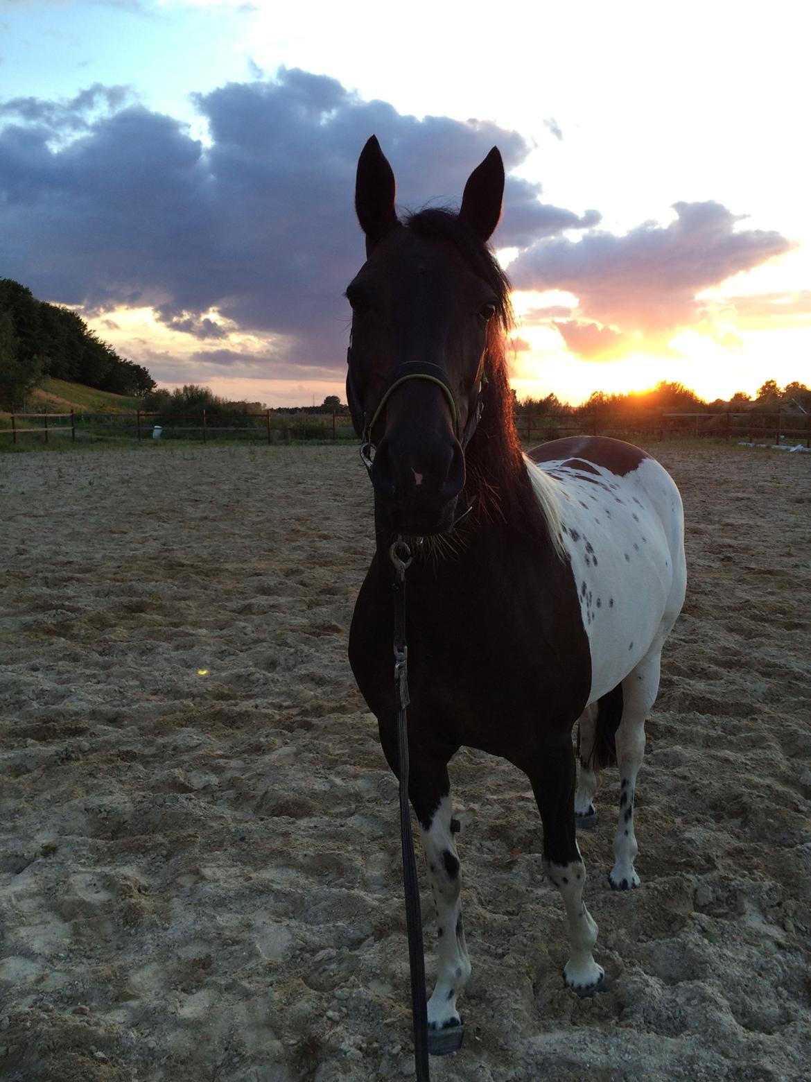 Pinto Nacoma indian - med solnedgangen i baggrunden billede 8