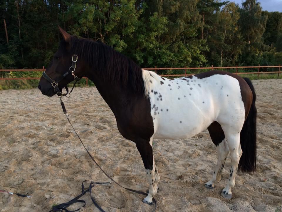 Pinto Nacoma indian billede 9