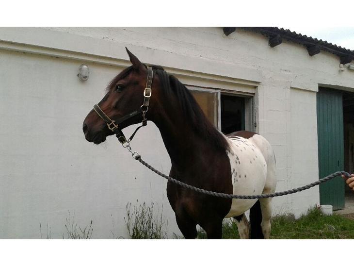 Pinto Nacoma indian billede 1