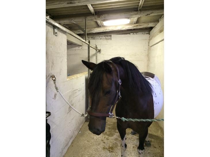 Pinto Nacoma indian - Smuksakken med sin nye lædergrime billede 11