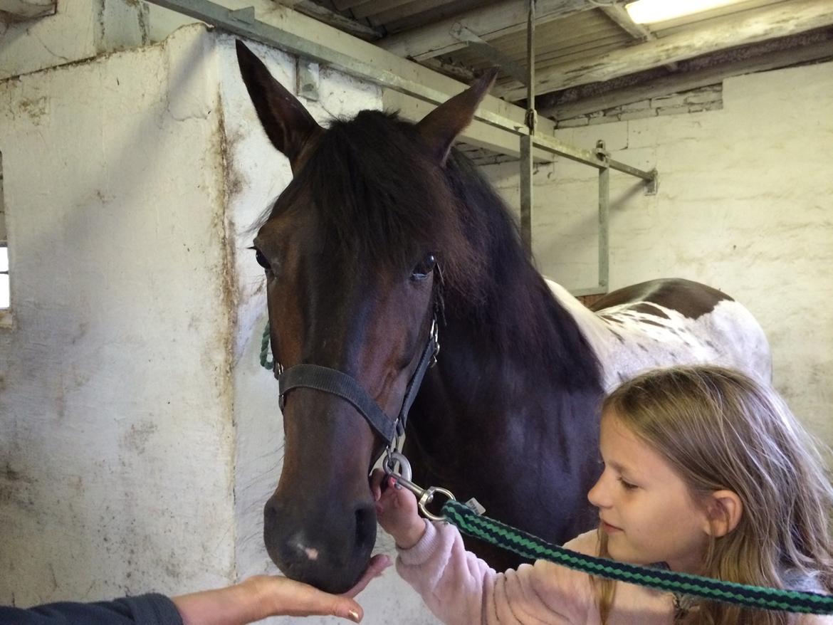 Pinto Nacoma indian billede 2