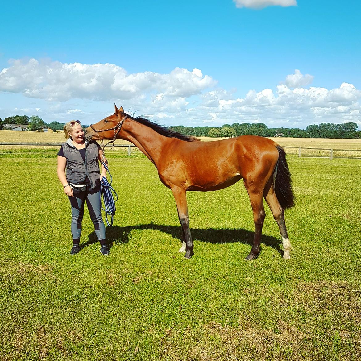 Dansk Varmblod Leona lewis  billede 15