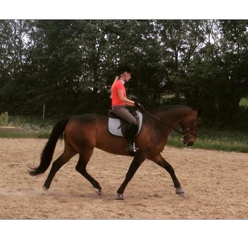 Dansk Varmblod Amu billede 13