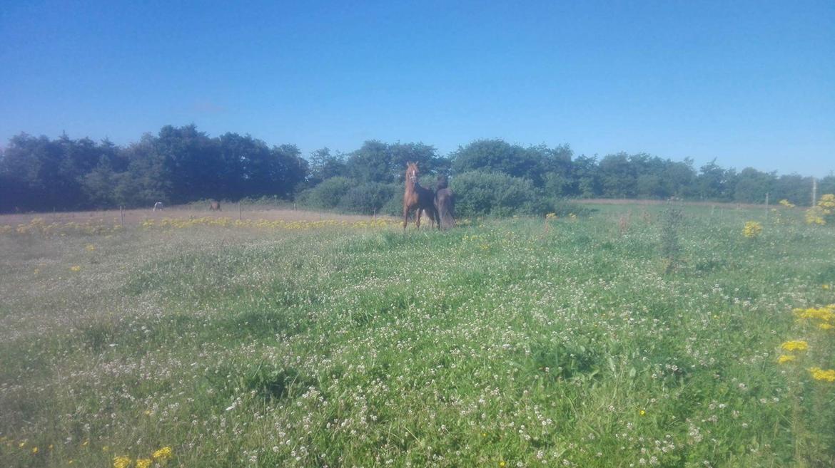 Arabisk fuldblod (OX) AWA Waseem billede 19