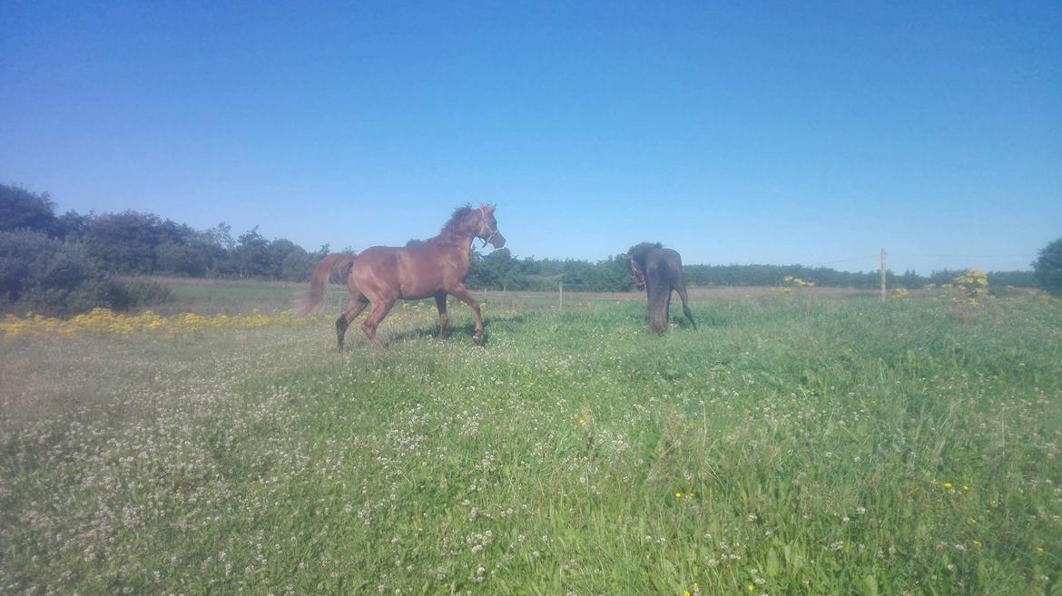 Arabisk fuldblod (OX) AWA Waseem billede 20