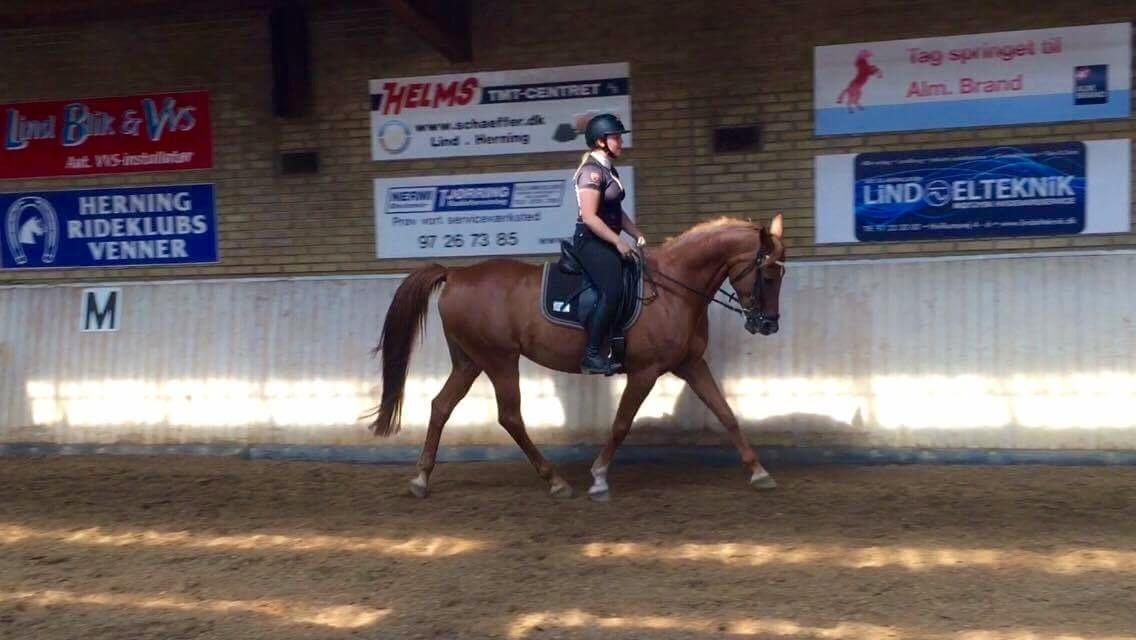 Anden særlig race Manja  billede 29