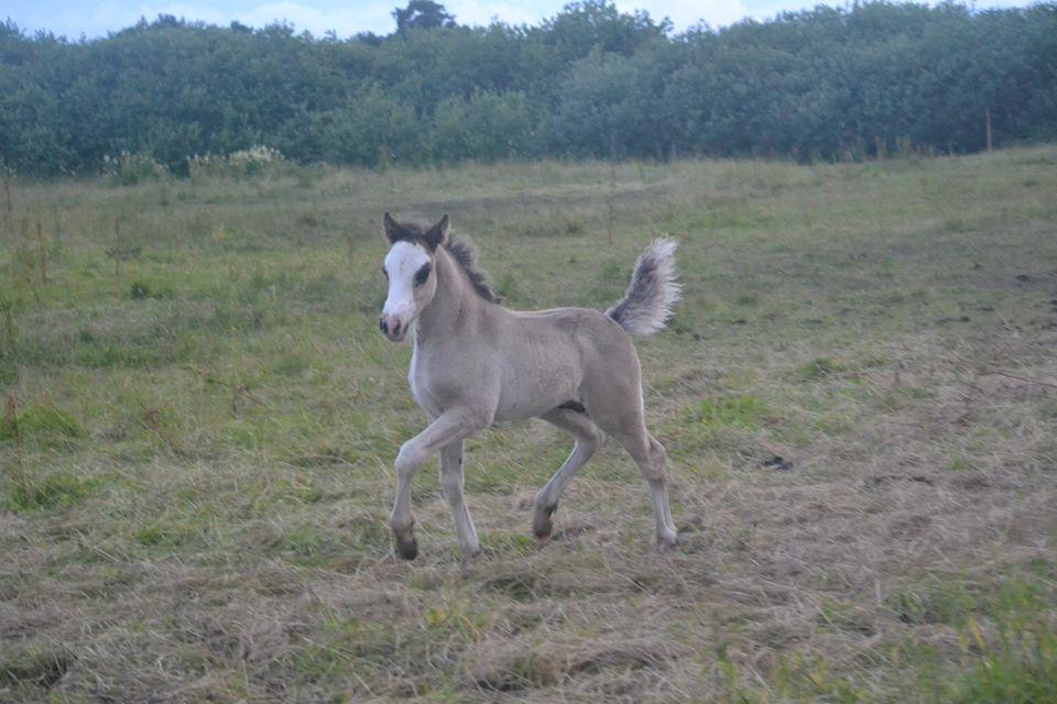 Welsh Partbred (Sec F) Møllersminde's galant billede 4