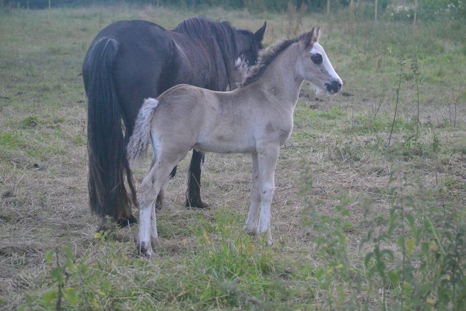 Welsh Partbred (Sec F) Møllersminde's galant billede 5