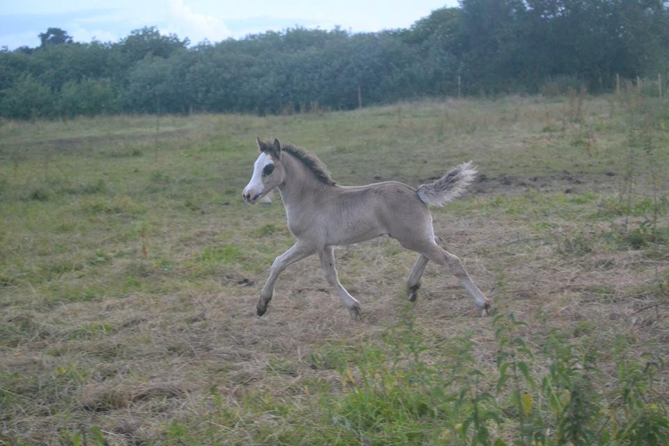 Welsh Partbred (Sec F) Møllersminde's galant billede 7