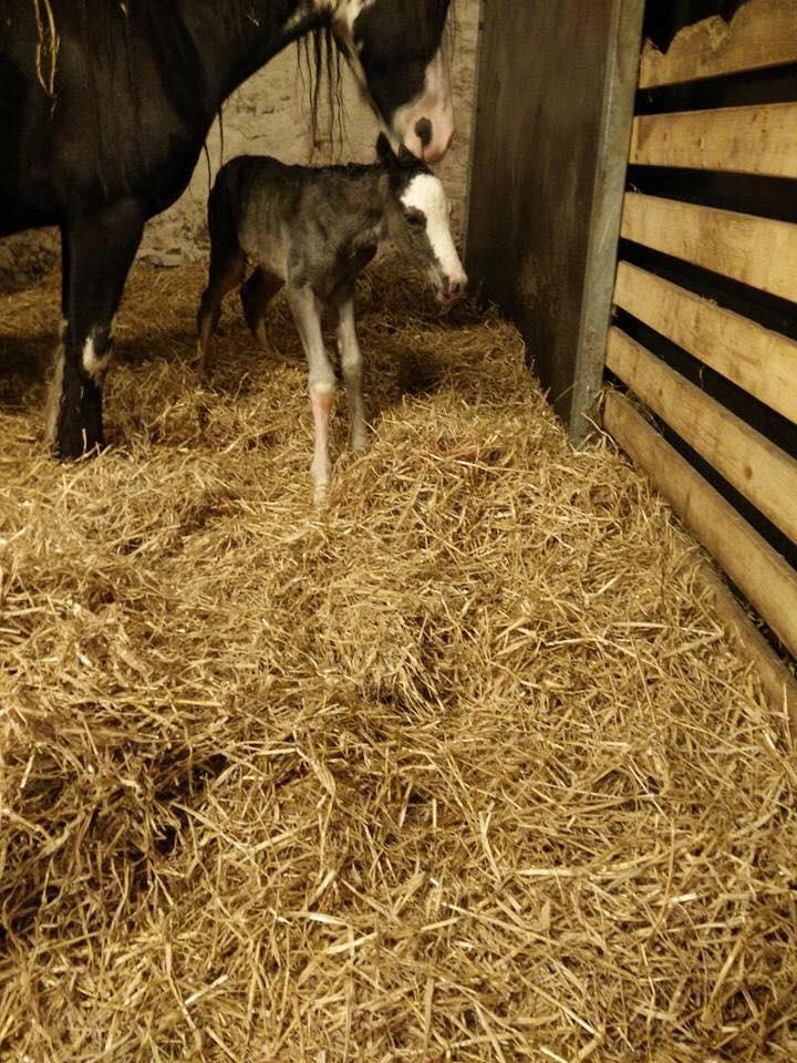 Welsh Partbred (Sec F) Møllersminde's galant billede 2