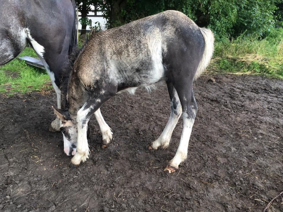 Welsh Partbred (Sec F) Møllersminde's galant billede 8