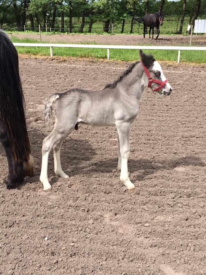 Welsh Partbred (Sec F) Møllersminde's galant billede 3