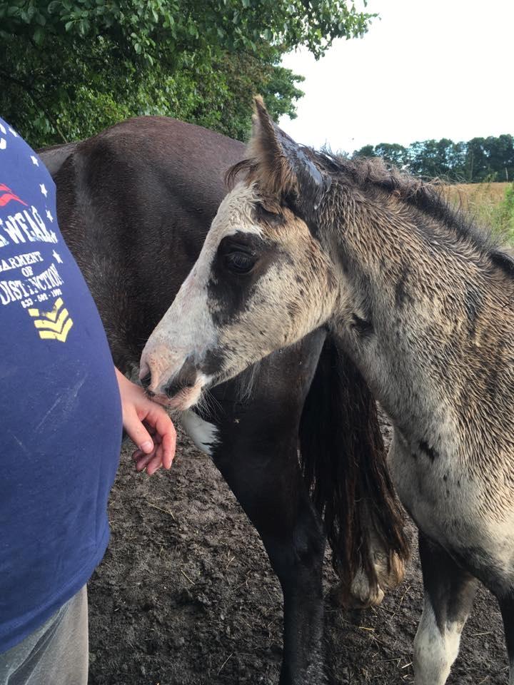 Welsh Partbred (Sec F) Møllersminde's galant billede 9