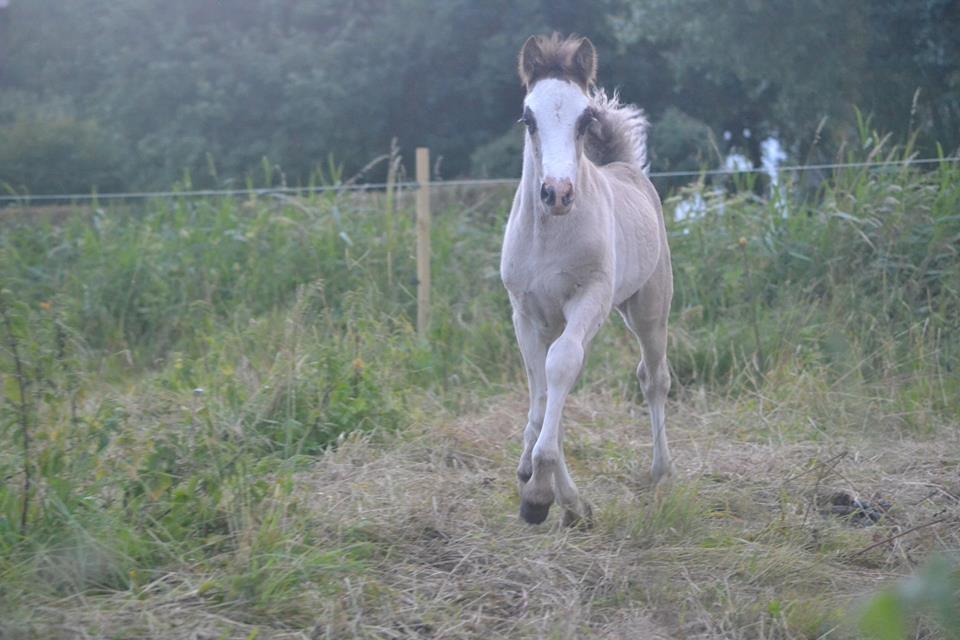 Welsh Partbred (Sec F) Møllersminde's galant billede 6