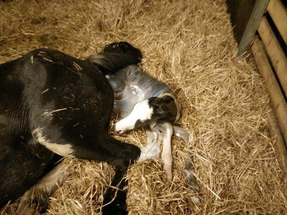 Welsh Partbred (Sec F) Møllersminde's galant billede 1