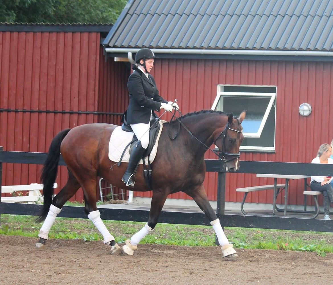 Tysk Oldenburger Sienna Bastbjerg billede 14