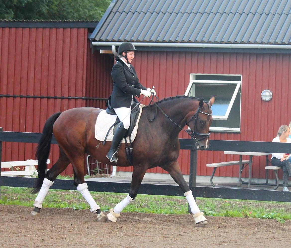 Tysk Oldenburger Sienna Bastbjerg billede 14