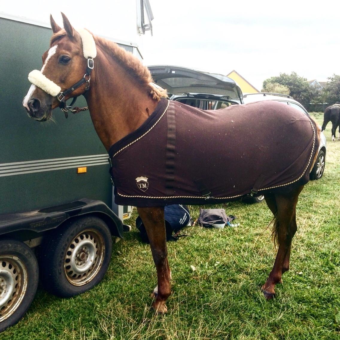 Anden særlig race Forint billede 8