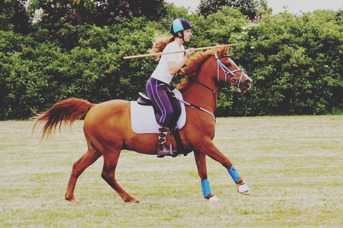 Anden særlig race Forint billede 16