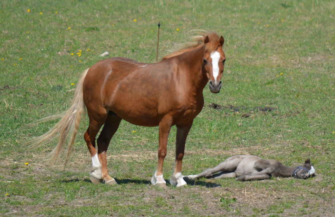 Welsh Mountain (sec A) Harvest Babeths Sunshine WM 1065 - Babeths 4 føl: Sunny Hill Anabell April 2016 billede 20
