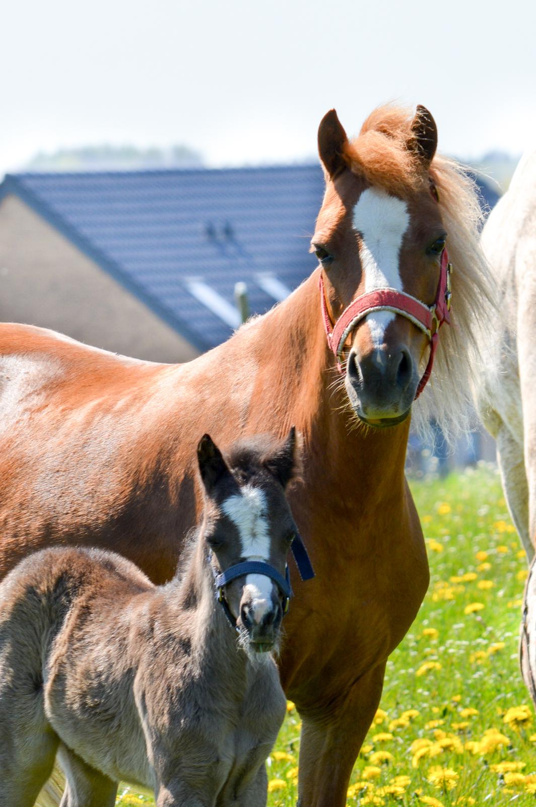 Welsh Mountain (sec A) Harvest Babeths Sunshine WM 1065 - Babeths 4 føl: Sunny Hill Anabell April 2016 billede 21