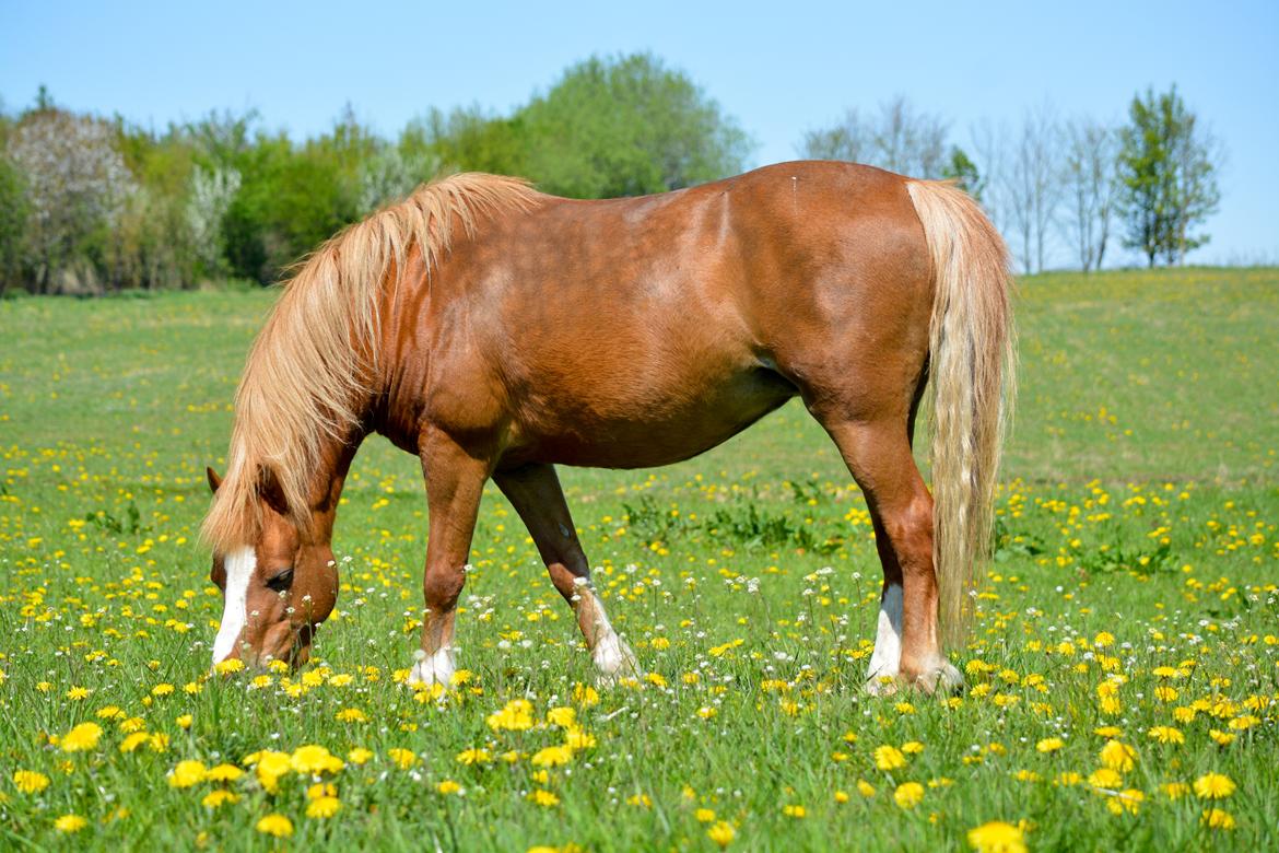 Welsh Mountain (sec A) Harvest Babeths Sunshine WM 1065 - Maj 2016 billede 18
