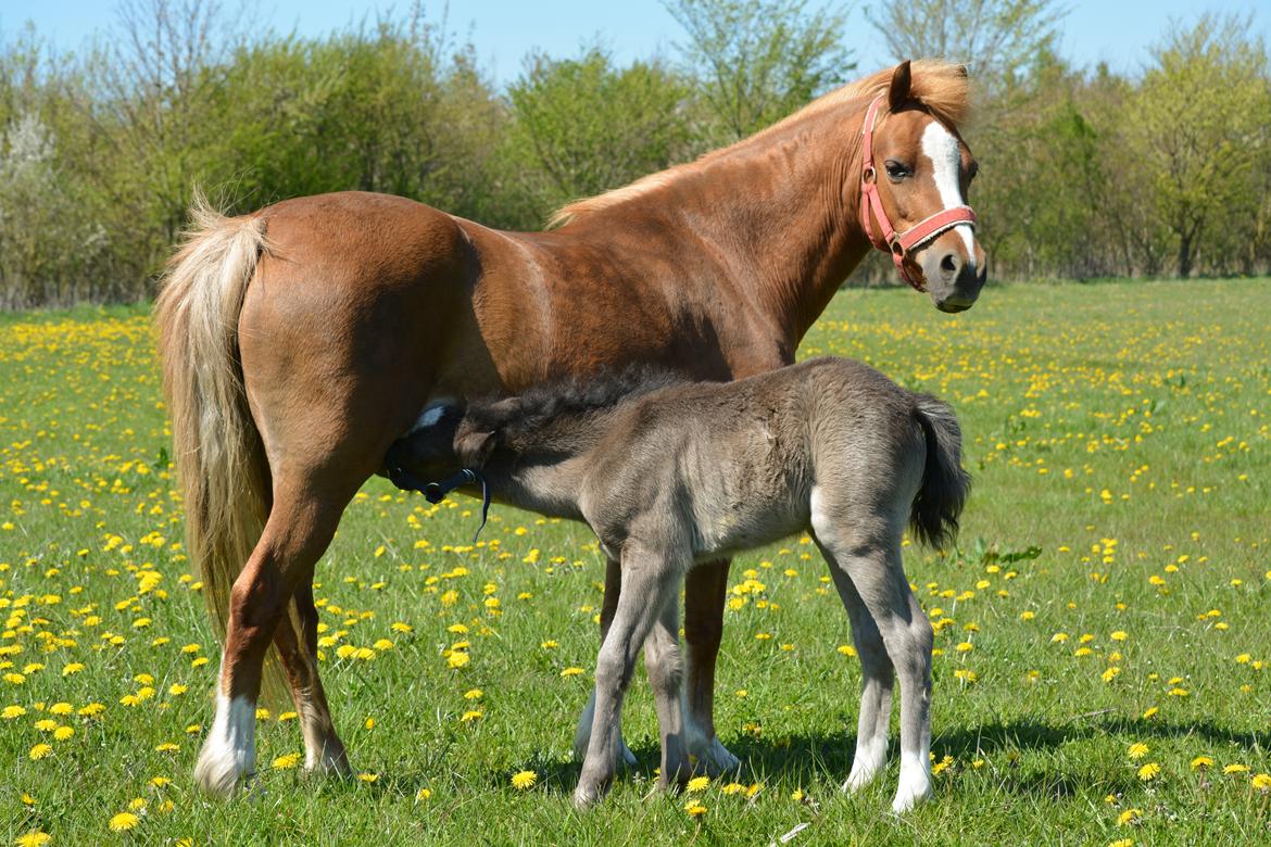 Welsh Mountain (sec A) Harvest Babeths Sunshine WM 1065 - Babeths 4 føl: Sunny Hill Anabell April 2016 billede 19
