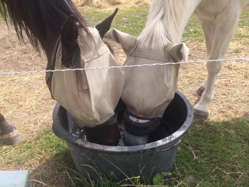 Connemara teglstrups prince koheilan billede 10