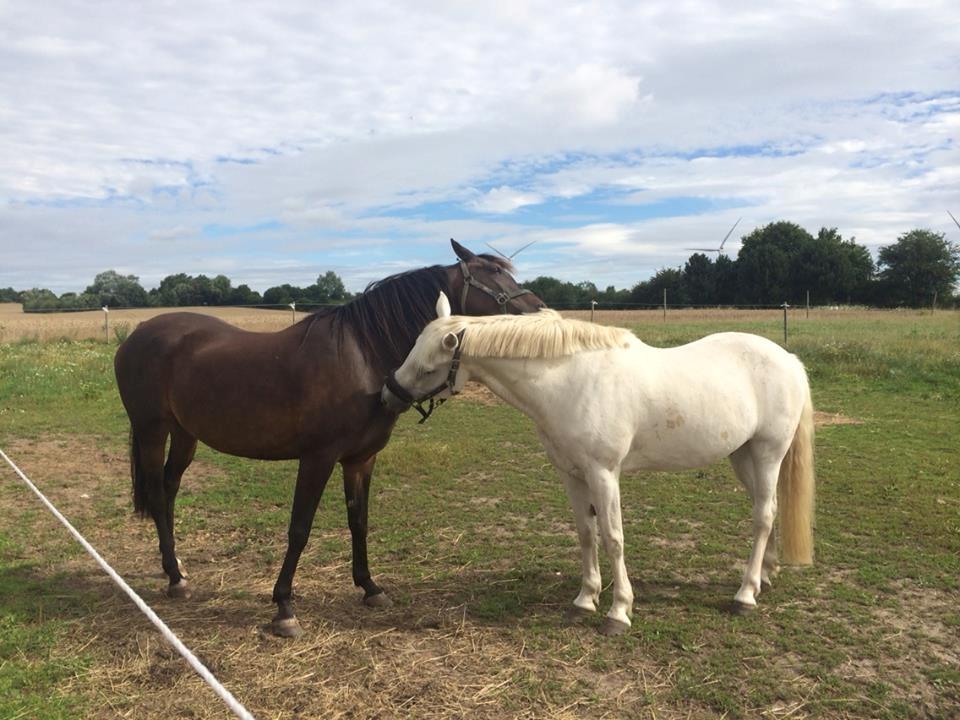 Connemara teglstrups prince koheilan billede 11