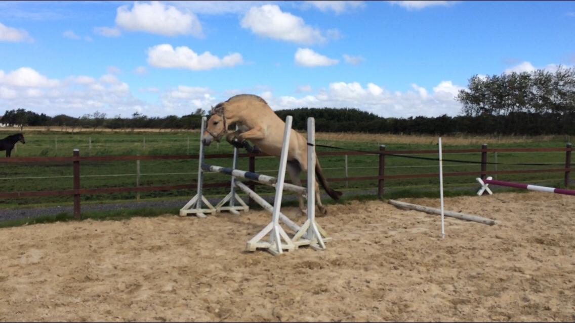 Fjordhest Munkegårdens sille billede 48