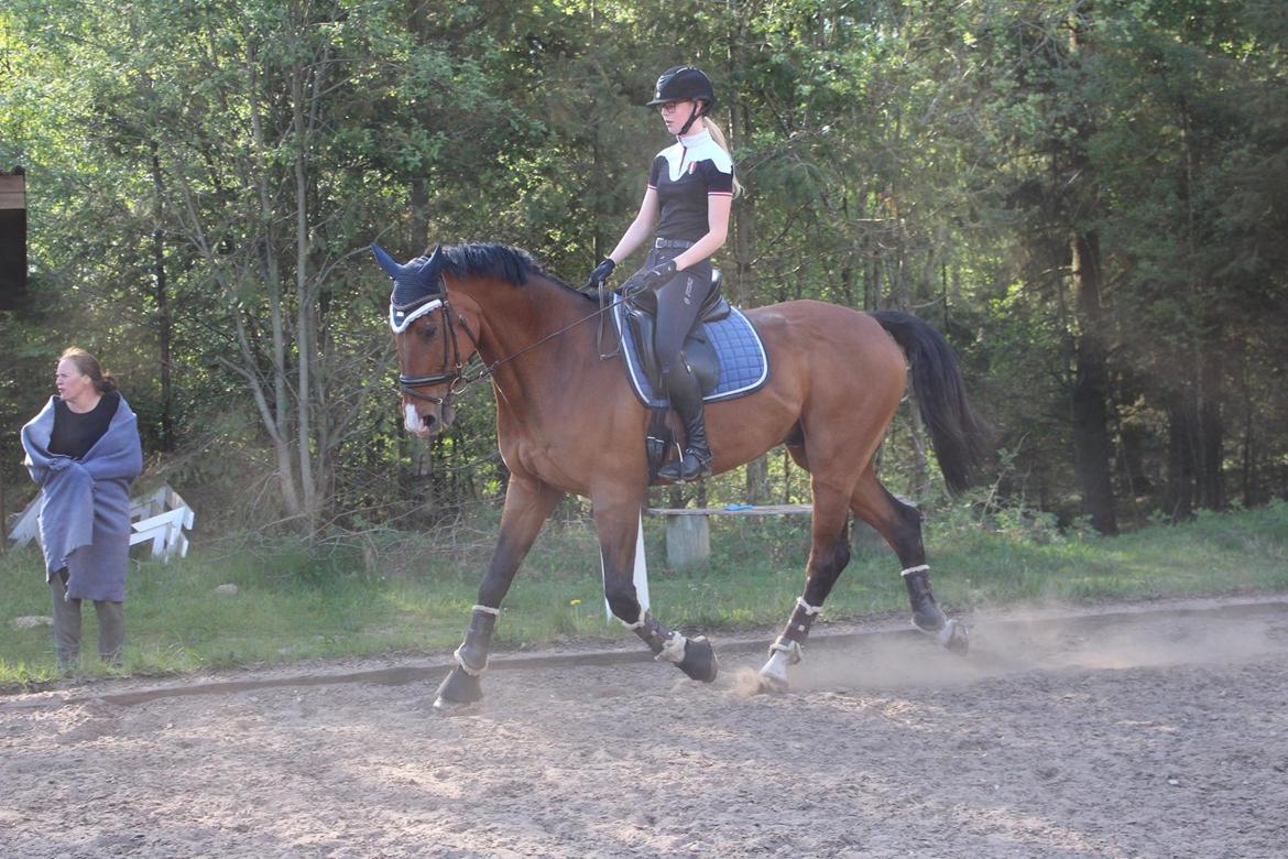 Dansk Varmblod Lotus royal - 2016 billede 5