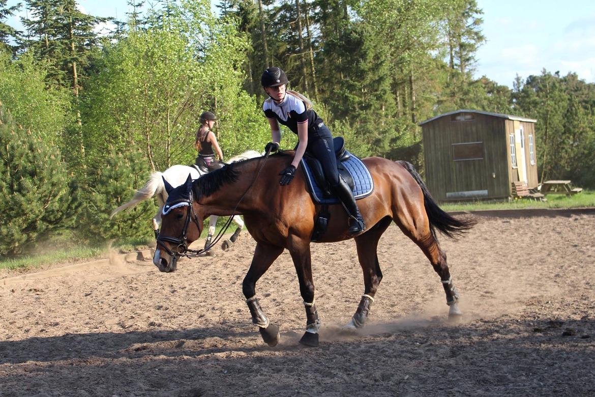 Dansk Varmblod Lotus royal - 206 billede 8