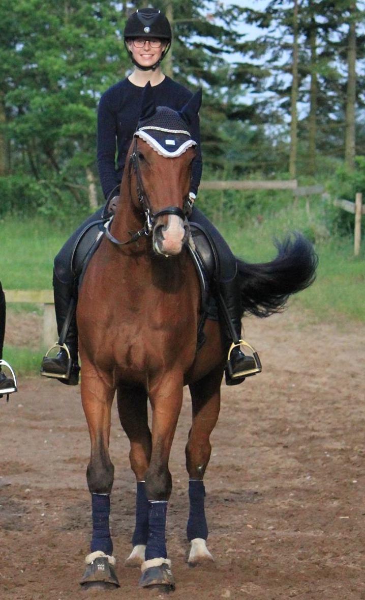 Dansk Varmblod Lotus royal billede 14