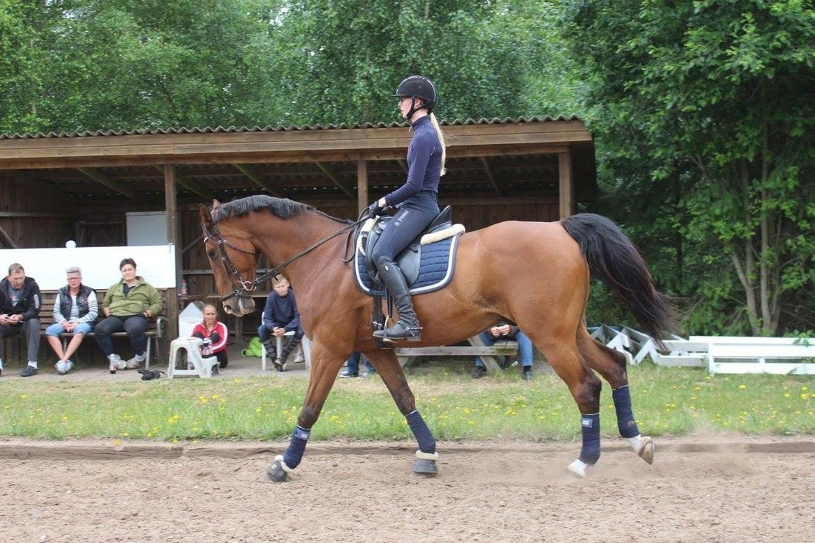 Dansk Varmblod Lotus royal - 2016 billede 9